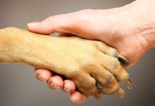 Should you consider nail grinding for dogs? nail grinding for dogs